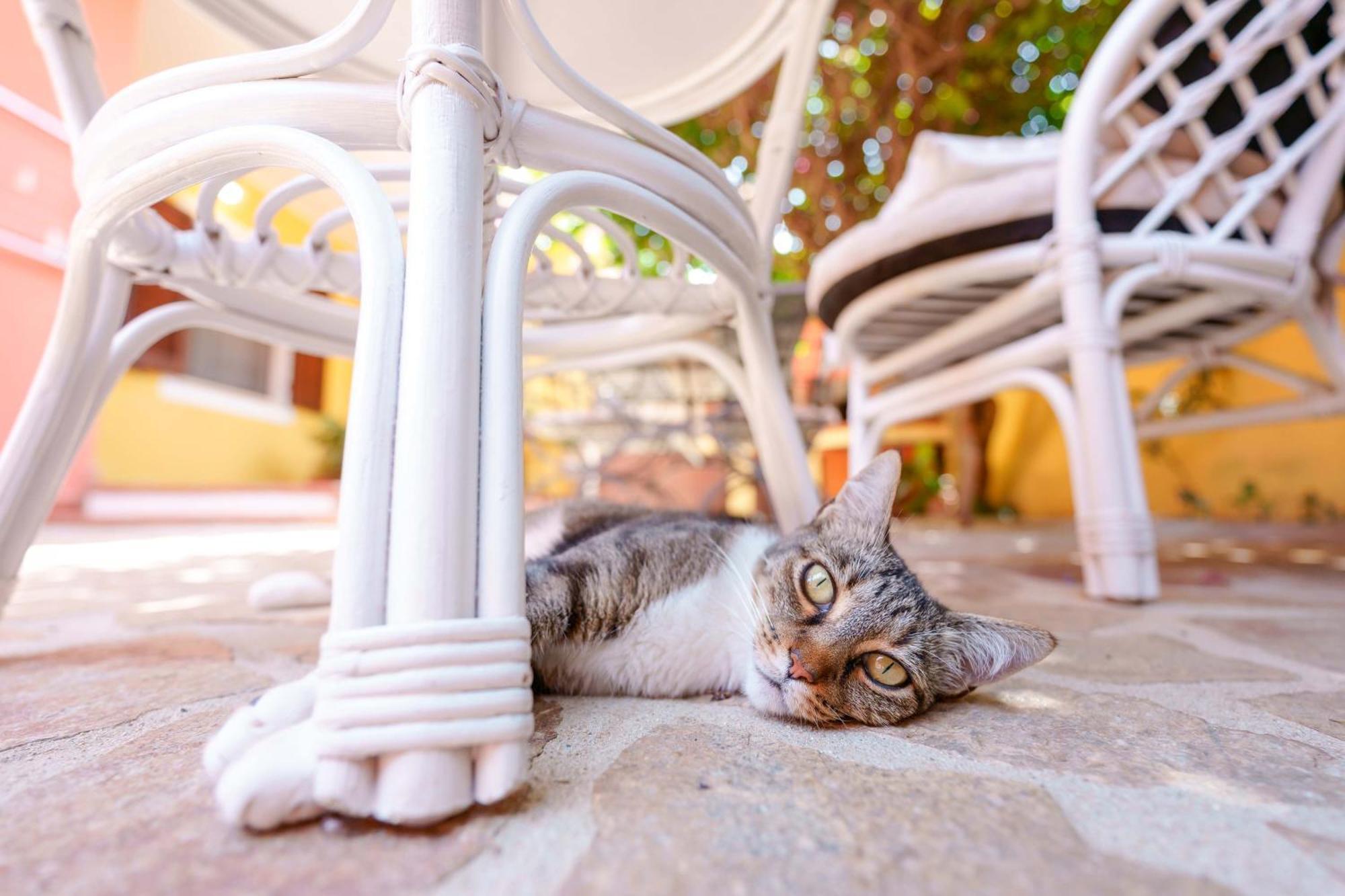 B&B Il Piccolo Giardino Віллазімьюс Екстер'єр фото